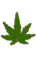 weedleaf